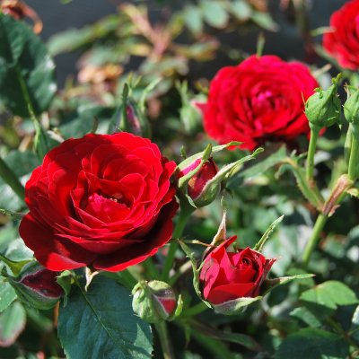 Rosa Velvet Cover ®