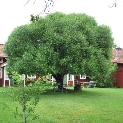 Salix fragalis Bullata