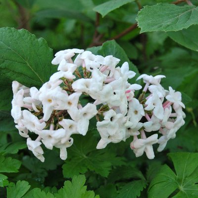 Viburnum carlesii Aurora, Luktolvon