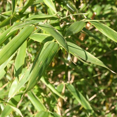 Fargesia murielae Jumbo, Bergbambu