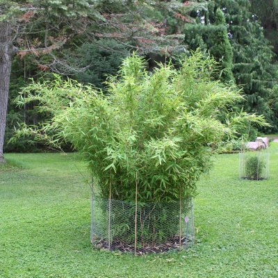 Fargesia murielae Jumbo, Bergbambu