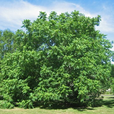 Juglans ailantifolia