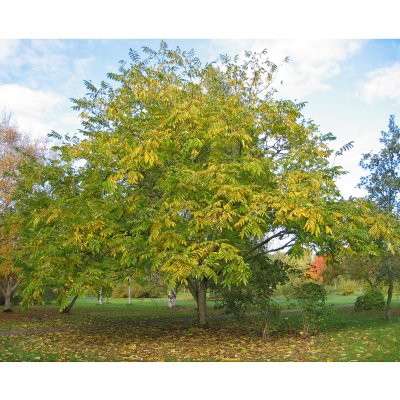 Juglans ailantifolia