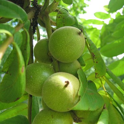 Juglans ailantifolia Fk Björkdal