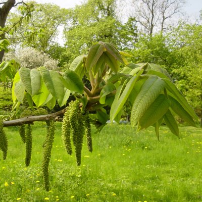 Juglans ailantifolia Fk Björkdal