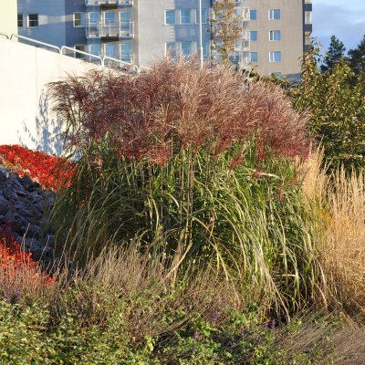 Miscanthus sinensis Malepartus, Glansmiskantus