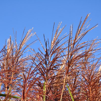 Miscanthus sinensis Malepartus, Glansmiskantus