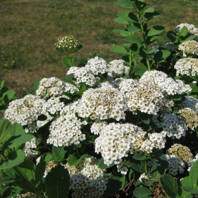 Spiraea betulifolia Tor, Björkspirea