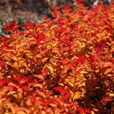 Spiraea splendens, Amerikansk Praktspirea, busk C3,5
