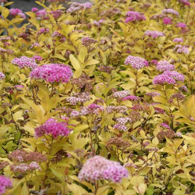 Spiraea japonica Goldmound, Dvärgpraktspirea