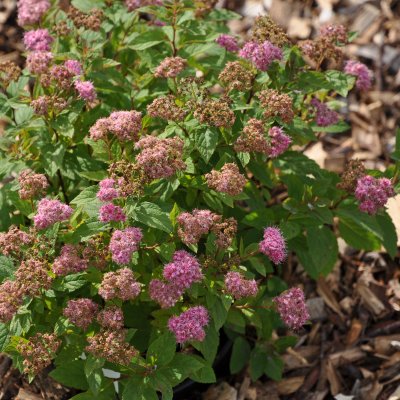 Spiraea japonica Manon