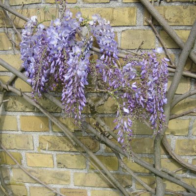Wisteria sinensis Prolific