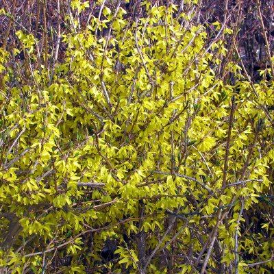 Forsythia Northern Gold, Forsythia, busk C3,5