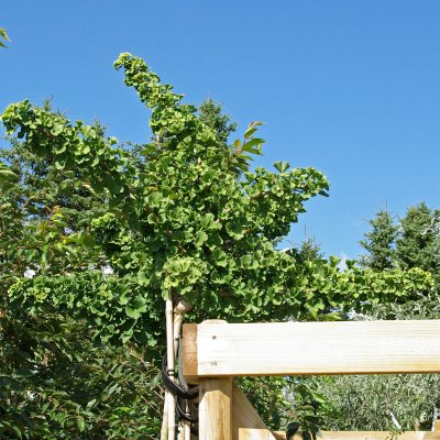 Ginkgo biloba Mariken