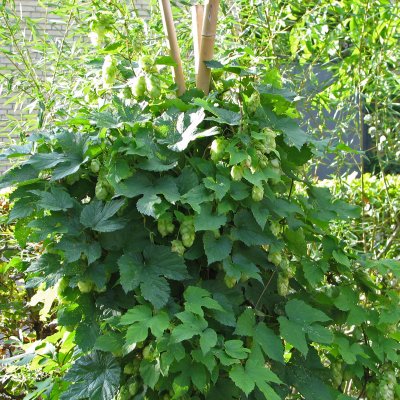 Humulus lupulus Nordbrau, Humle