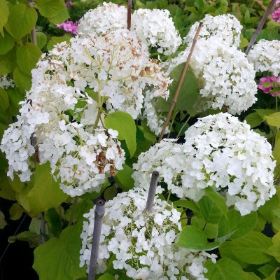 Hydrangea arborescens Incrediball ® (Strong Annabelle, Abetwo), Vidjehortensia