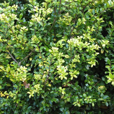 Ilex crenata Golden Gem, Japansk Järnek
