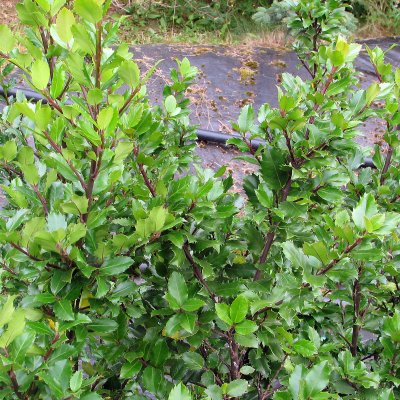Ilex meserveae Blue Prince, Blå Järnek