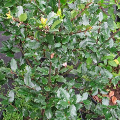 Ilex meserveae Blue Maid, Blå Järnek