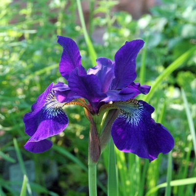 Iris sibirica Ruffled Velvet