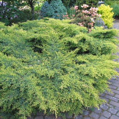 Juniperus x pfitzeriana Gold Star