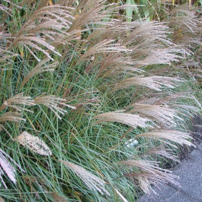 Miscanthus sinensis Yaku Jima, Glansmiskantus