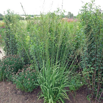 Molinia arundinacea Skyracer