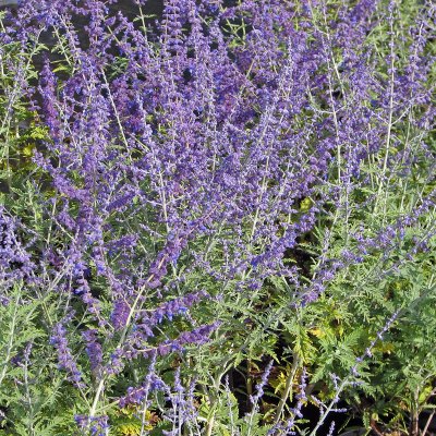 Perovskia atriplicifolia Blue Spire, Perovskia / Himmelsspira