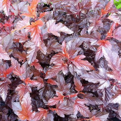 Physocarpus opulifolius Lady in Red ®