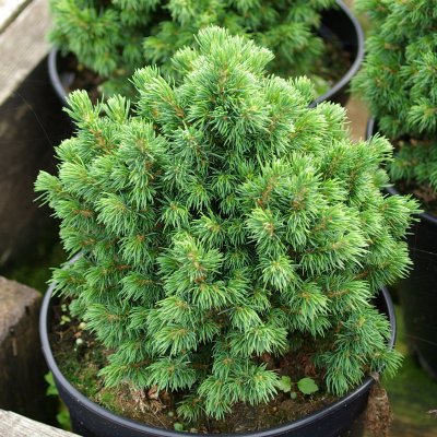 Picea glauca Alberta Globe, Dvärggran, 20-25 C3,5
