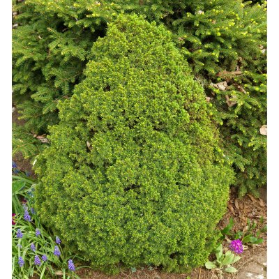 Picea glauca Alberta Globe, Dvärggran, 20-25 C3,5