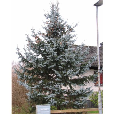 Picea pungens Hoopsii, Blågran