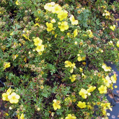 Dasiphora fruticosa Goldstar, Ölandstok