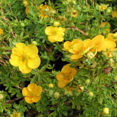 Dasiphora fruticosa Tangerine