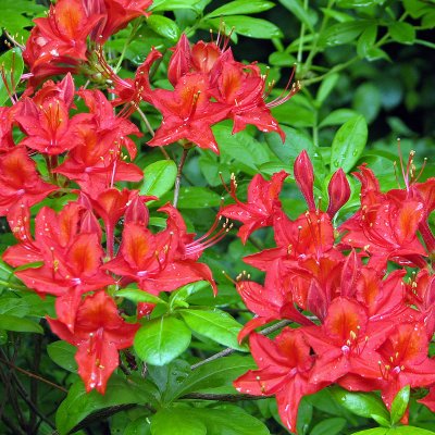 Rhododendron Knap Hill Satan, Azalea