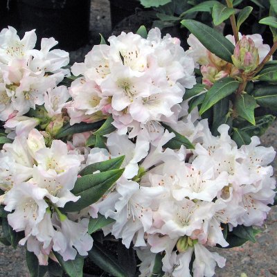 Rhododendron minus Dora Amateis, Dvärgrododendron