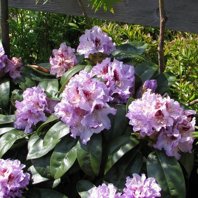 Rhododendron cataw. Blue Peter