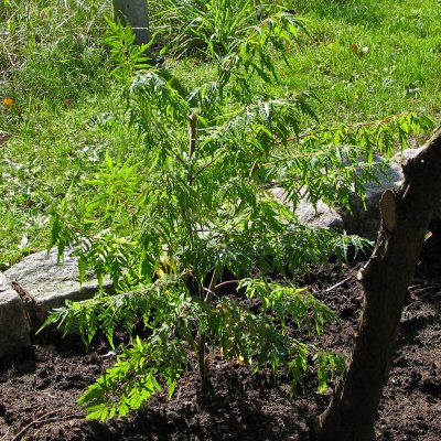 Rhus typhina f. laciniata Dissecta, Fliksumak