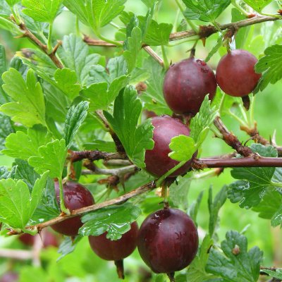 Ribes grossularia Hinnonmäki Röd, Röda Krusbär