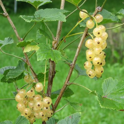 Ribes rubrum Vita Holländska (Witte Hollander), Vita Vinbär, stam co