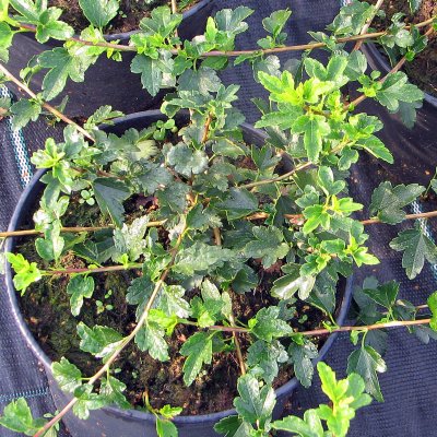 Ribes alpinum Pumilum