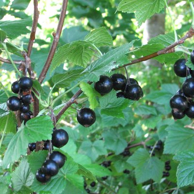 Ribes nigrum Öjebyn E, Svarta Vinbär