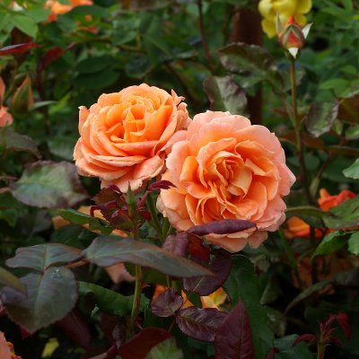 tehybrid Flora Danica ™ (Poulrim), Tehybridros, C4