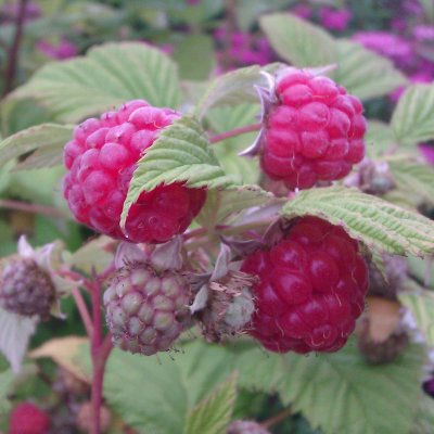Rubus idaeus Mormorshallon ®, Mormorshallon