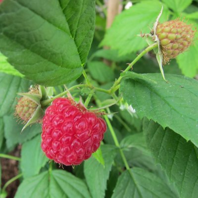 Rubus idaeus Polka, Hösthallon
