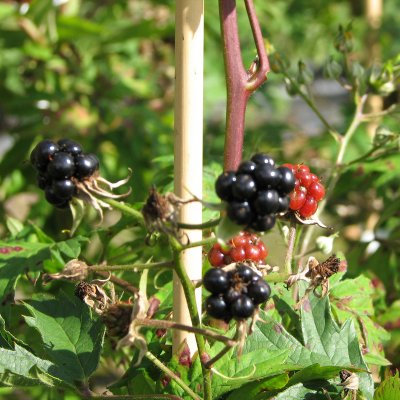 Rubus laciniatus Thornless Evergreen, Björnbär