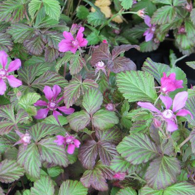 Rubus arcticus ssp. stellarct. Anna, Allåkerbär, co