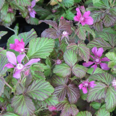 Rubus arcticus ssp. stellarct. Linda, Allåkerbär, co