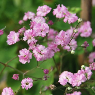 Gypsophila paniculata Flamingo, Brudslöja, P9cm
