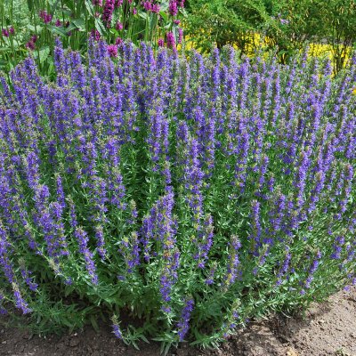 Hyssopus officinalis, Isop
